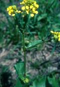 Indian mustard